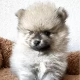 ポメラニアン【長崎県・男の子・2025年10月5日・クリーム】の写真3