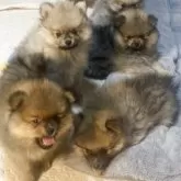 ポメラニアン【長崎県・男の子・2025年10月5日・オレンジ】の写真4