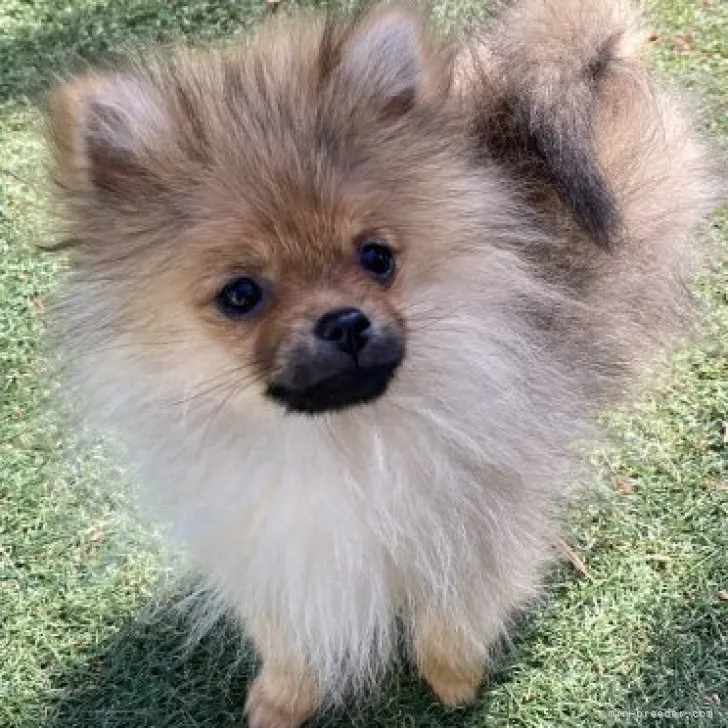 ID：2302-00178の子犬