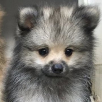 ポメラニアン【長崎県・男の子・2023年7月7日・ウルフセーブル】の写真「珍しいウルフの男の子
愛嬌抜群一番人気の仔犬🐶」
