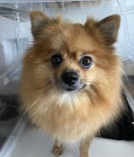 ポメラニアン【・女の子・2022年2月3日・オレンジセーブル】「優しいお母さんです😍」
