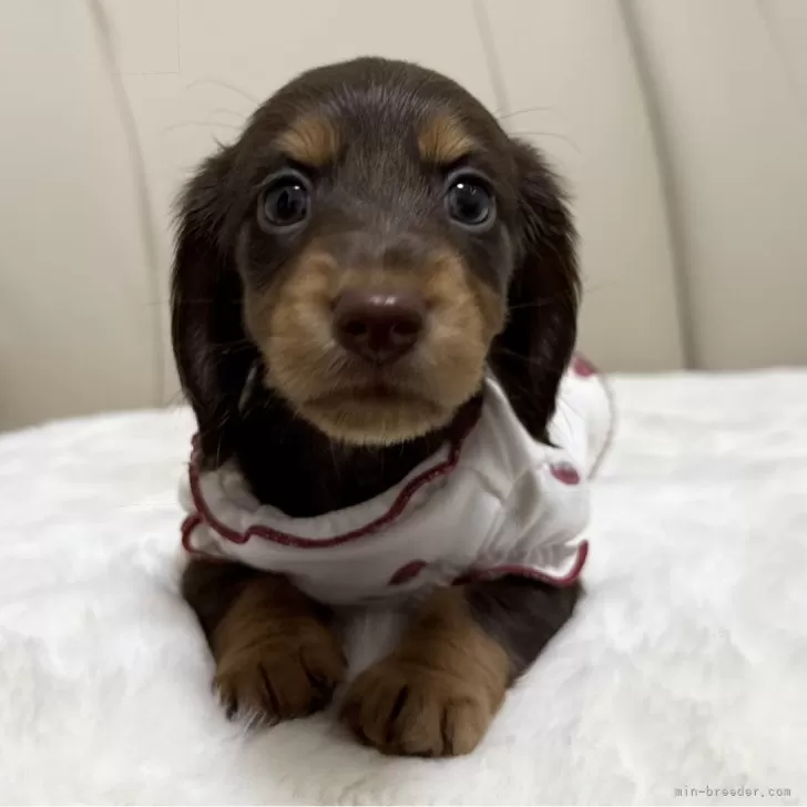ID:2505-07777の子犬