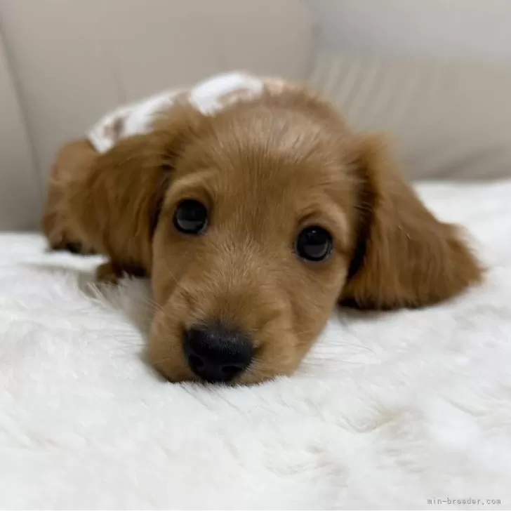 ID：2505-05379の子犬