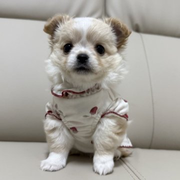 チワワ(ロング)【栃木県・男の子・2025年9月29日・クリーム&ホワイト】の写真「🩷もこもこふわふわの可愛い男の子🩷性格華丸💮」