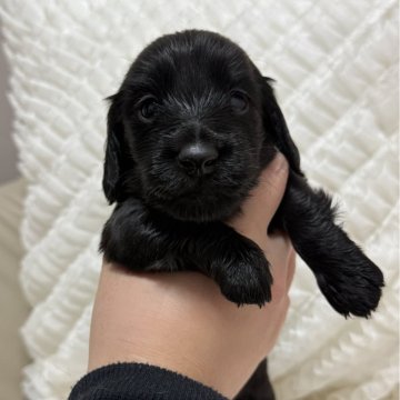 ミニチュアダックスフンド(ロング)【栃木県・男の子・2025年11月19日・ブラックソリッド】の写真「♡レアカラー♡可愛いお顔の男の子🩵」