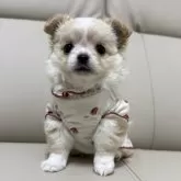 チワワ(ロング)