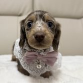 ミニチュアダックスフンド(ロング)