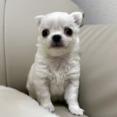 チワワ(ロング)