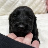 ミニチュアダックスフンド(ロング)