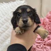 ミニチュアダックスフンド(ロング)