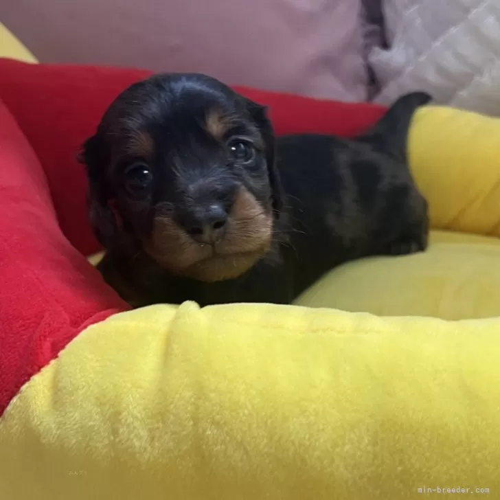 ID：2403-07036の子犬