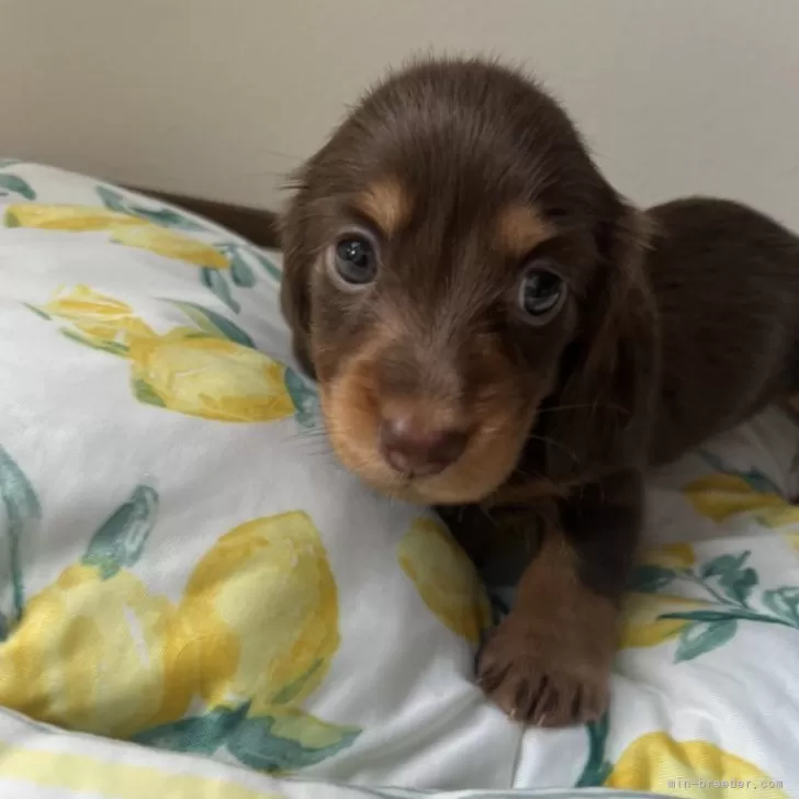 ID：2310-01114の子犬