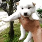 柴犬(標準サイズ)