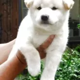 柴犬(標準サイズ)