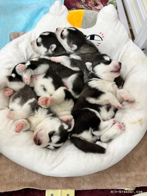 竹内　裕二(たけうち　ゆうじ)ブリーダー(愛知県・シベリアンハスキー・JKC登録)の紹介写真7