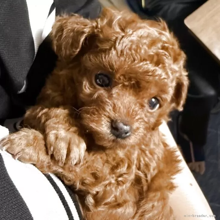 N.T 様のお迎えした子犬