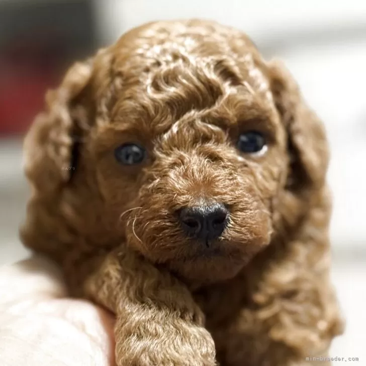 S.U 様のお迎えした子犬