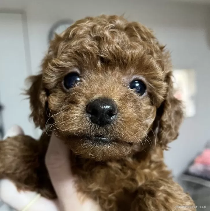 ID：2411-06575の子犬