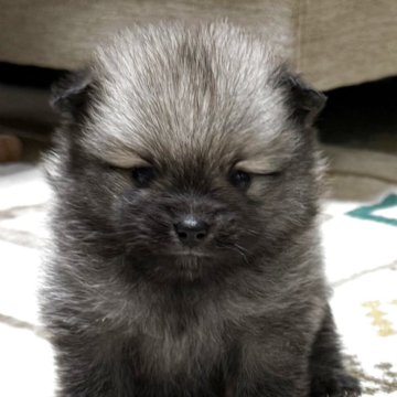 ポメラニアン【愛媛県・男の子・2025年10月26日・オレンジ】の写真「とっても賢いもふもふBOY💕」