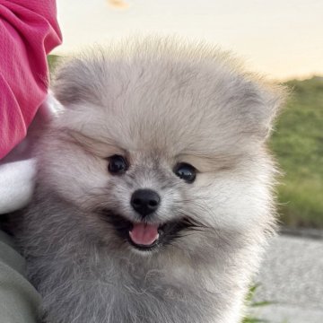 ポメラニアン【愛媛県・女の子・2025年5月24日・オレンジセーブル】の写真「ふわふわ綿菓子みたいな女の子」
