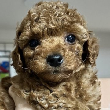 トイプードル(タイニー)【愛媛県・男の子・2024年10月22日・レッド】の写真「小ぶりな男の子💕」