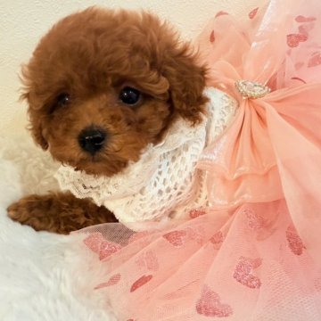 トイプードル(ティーカップ)【愛媛県・女の子・2024年12月13日・レッド】の写真「小ぶりな女の子」