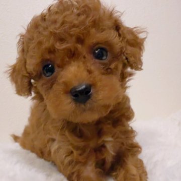 トイプードル(タイニー)【愛媛県・男の子・2024年12月13日・レッド】の写真「わんぱくな男の子」