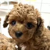 ティーカッププードル【愛媛県・女の子・2024年10月18日・レッド】の写真2