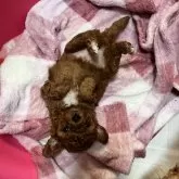 ティーカッププードル【愛媛県・女の子・2024年10月18日・レッド】の写真4