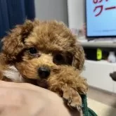 ティーカッププードル【愛媛県・女の子・2024年10月18日・レッド】の写真8