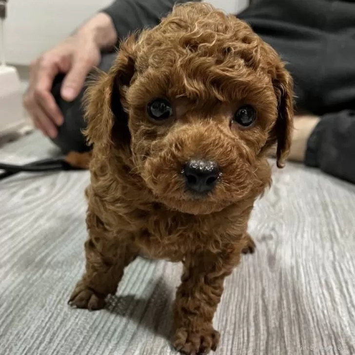 ID：2403-06760の子犬