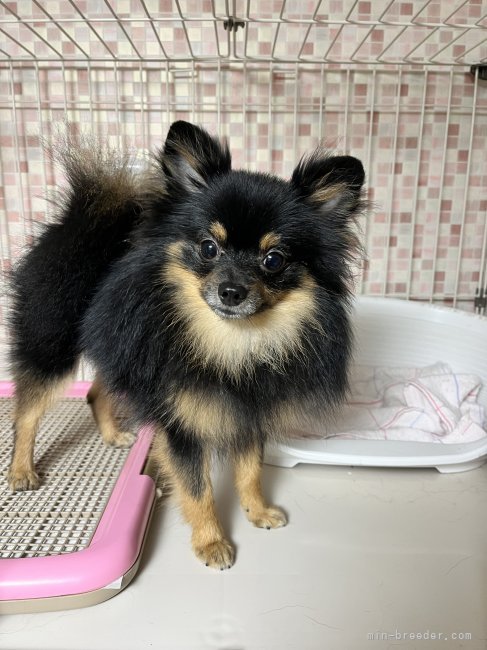 ポメラニアン【・女の子・2023年11月25日・ブラック&amp;タン】