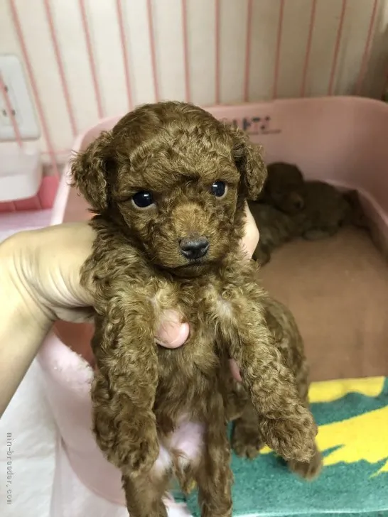 ID：2005-03286の子犬