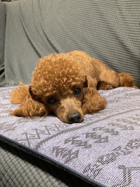 タイニープードル【・女の子・2021年8月9日・レッド】「とっても美人さん♪」