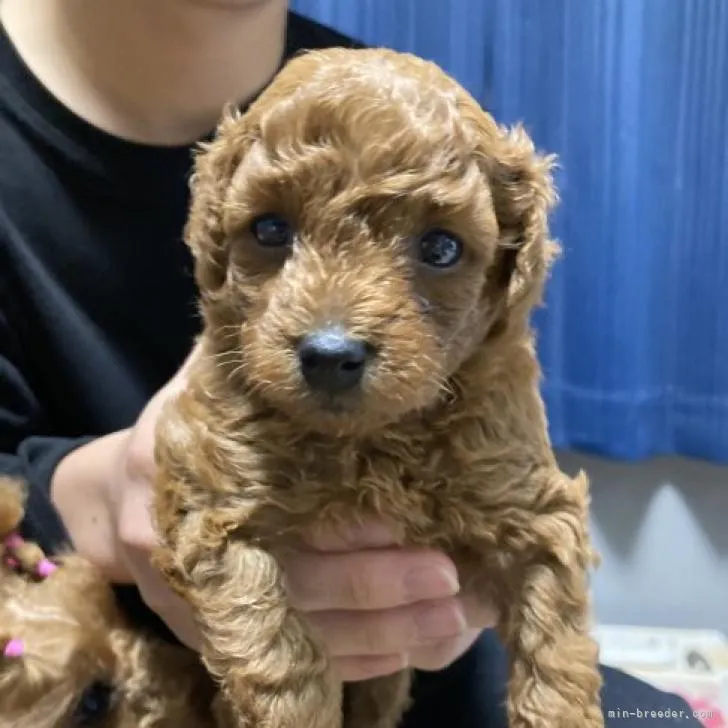 ID:2212-00473の子犬