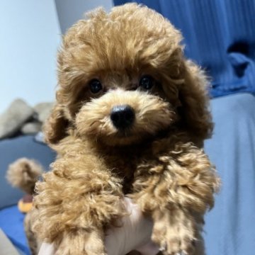 トイプードル(タイニー)【愛媛県・男の子・2023年7月2日・レッド】の写真「好奇心旺盛な小ぶりな男の子♡遺伝病発症なし！」