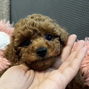 トイプードル(タイニー)【愛媛県・女の子・2024年2月8日・レッド】の写真「お転婆で甘えん坊の女の子」