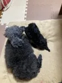 ティーカッププードル【愛媛県・女の子・2021年3月26日・ブラック】の写真3「ティキお婆ちゃん(引退犬、タイニーサイズ、血縁関係無し)と仲良しです(♥´꒳`*)(*´꒳`♥)」