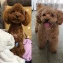 タイニープードル【愛媛県・男の子・2020年5月6日・レッド】の写真3「前回生まれた女の子(左)とママ(右)」