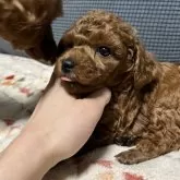 タイニープードル【愛媛県・男の子・2024年2月14日・レッド】の写真3