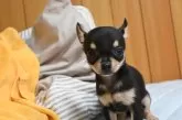 チワワ(スムース)【大分県・女の子・2025年9月1日・ブラック&タン】の写真11