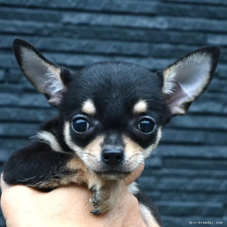 チワワ(スムース)【大分県・女の子・2025年9月1日・ブラック&amp;タン】の写真1「体重825g」