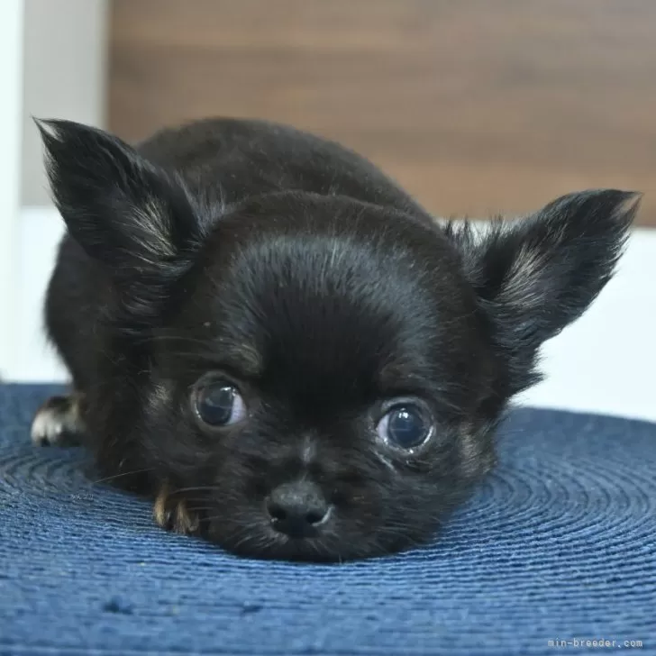 ID:2507-02923の子犬