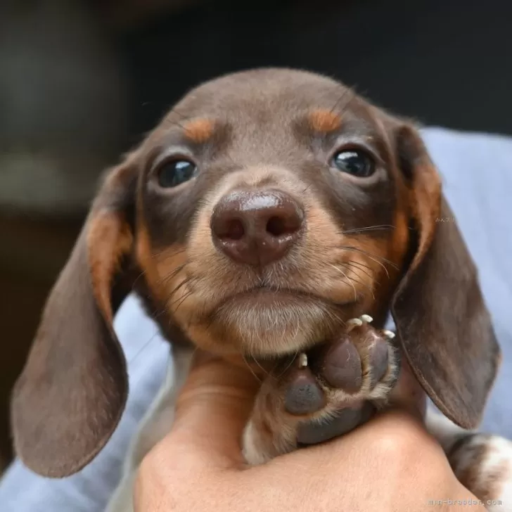 たけ 様のお迎えした子犬