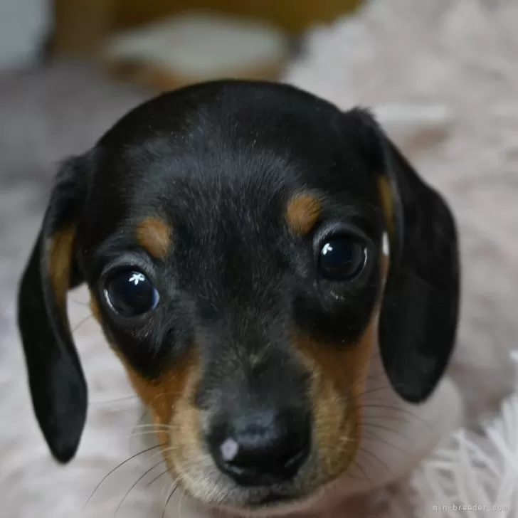 ID：2501-07929の子犬