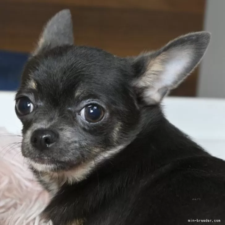 ID:2411-03031の子犬