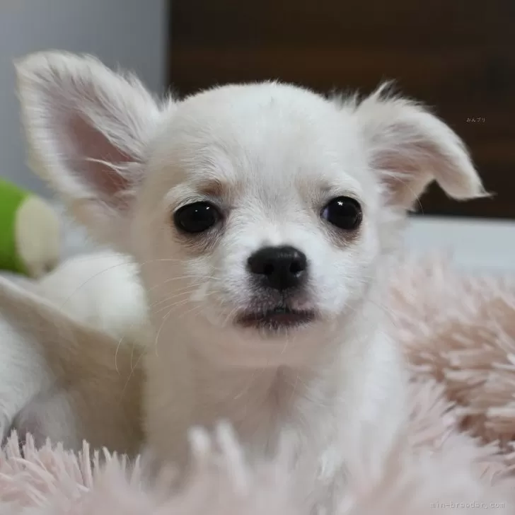 ID：2411-07249の子犬