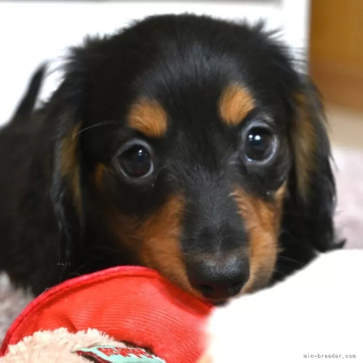 マロパン 様のお迎えした子犬