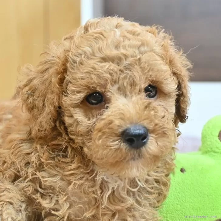 ID:2506-05201の子犬