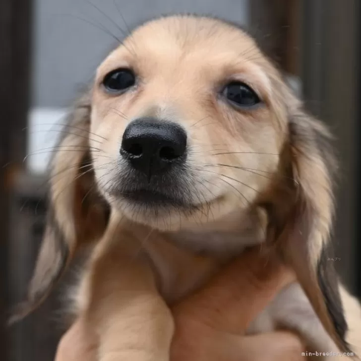 あきちゃん 様のお迎えした子犬